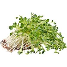 Alfalfa