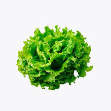 Lettuce Lollo Bionda