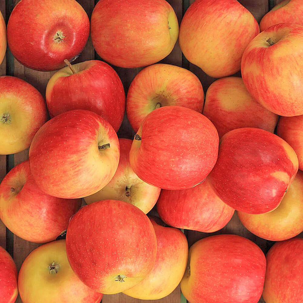 Apple Jazz