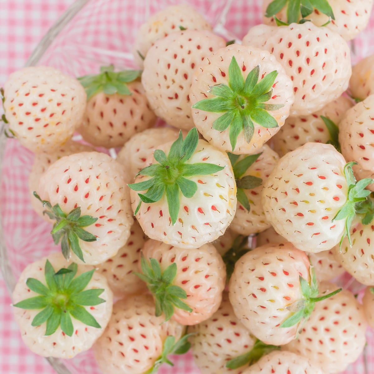 Strawberry White
